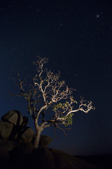 Tree under stars
