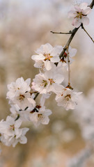 Spring, blooming peach flower(scientificname: Amygdalus davidiana)