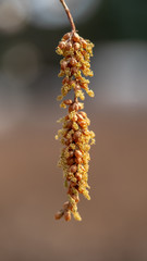 flowers of Metasequoia glyptostroboides tree