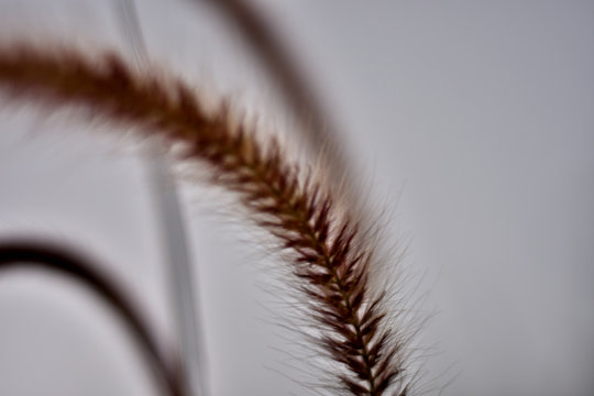 cat's tail grass