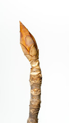 Spring, sprouting plant branches(scientific name: Aesculus), White background.