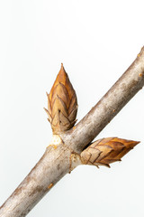 Spring, sprouting plant branches(scientific name: Aesculus), White background.