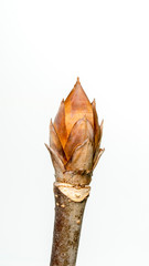 Spring, sprouting plant branches(scientific name: Aesculus), White background.