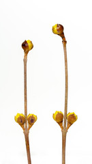 Spring, sprouting plant branches(scientific name: Cornus officinalis), White background.