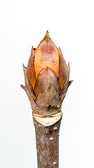 Spring, sprouting plant branches(scientific name: Aesculus), White background.