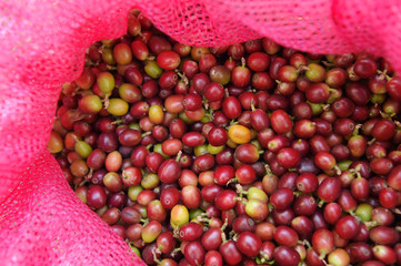 close up of  fresh coffee beans for background