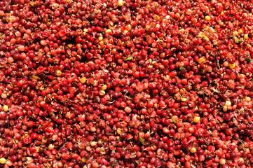 close up of  fresh coffee beans for background