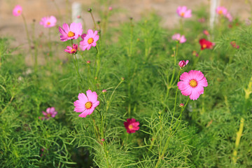 Cosmos flower in nature garden.