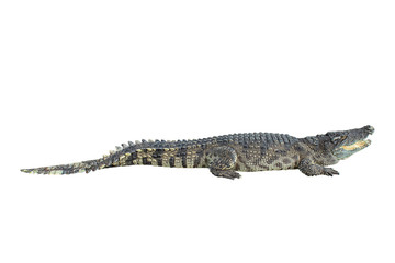 Freshwater crocodile on a white background with clipping path.