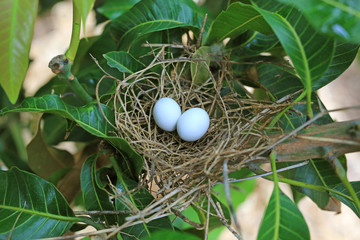 A bird's nest with two eggs on a mango tree in the nature.