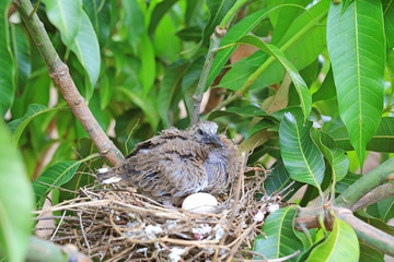 Newborn bird hatched from the egg and the one egg in bird's nest on tree branch in the nature.