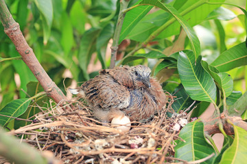 Fototapeta na wymiar Newborn bird hatched from the egg and the one egg in bird's nest on tree branch in the nature.
