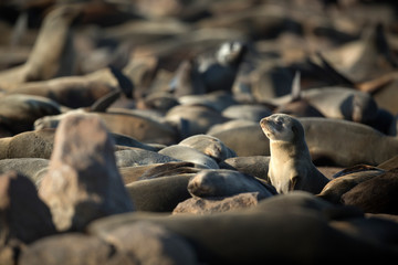 Seal at Cape Cross Seal Colony