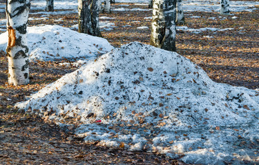Piles of dirty melting snow in birch Park in spring, landscape