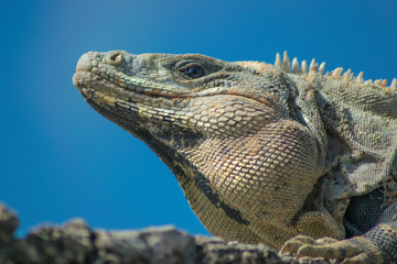 IGUANA CARA