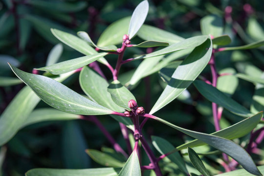 A Tasmanian Mountain Peppertree (Tasmannia lanceolata) has edible leaves as well as pepper berries.