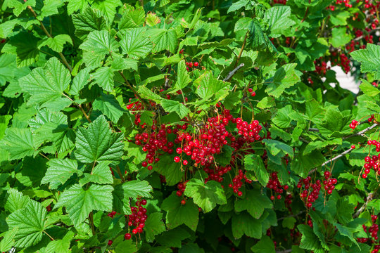 Ripe red currant berries with green leaves on the branches of a Bush, autumn landscape