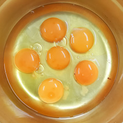 bright and fresh yellow eggs yolk in golden blow for cooking