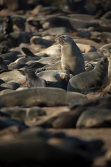 Seal at Cape Cross Seal Colony