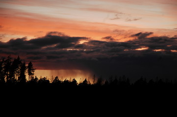 sunset in the forest