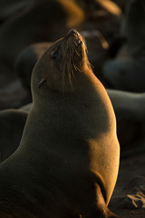 Seal at Cape Cross Seal Colony