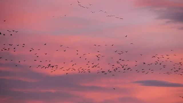 Group of Cormorants flying over the Camargue in France