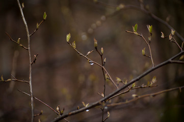 branches of a tree