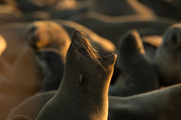 Seal at Cape Cross Seal Colony