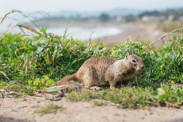 Squirrel in Leffingwell Landing State Park
