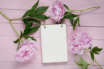 floral Mockup.floral layout. Empty notebook and three gently pink large peony flowers on light pink wooden background.Flat lay.Spring to-do list.top view, copy space.Spring mood