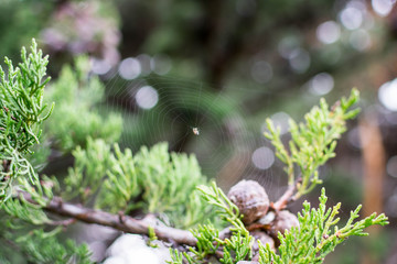 Leffingwell beach spider web