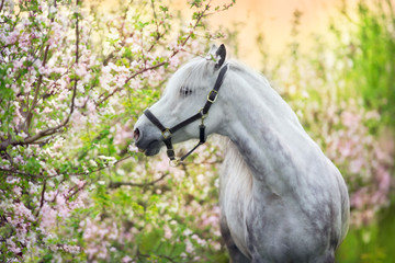 White horse portrait in spring pink blossom tree - 256574821
