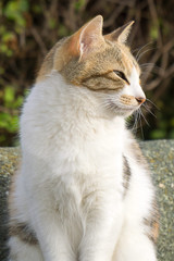 Obraz premium 日向ぼっこ 野良猫