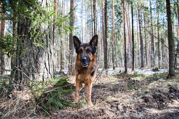 Dog German Shepherd in the forest in an early spring