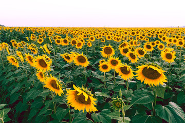 andscape, wallpapers, beautiful sky, field of sunflowers, yellow sunflowers