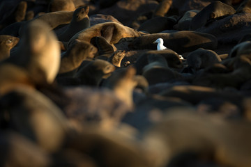 Seagull scavenging in a seal colony