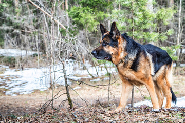 Dog German Shepherd in the forest in an early spring