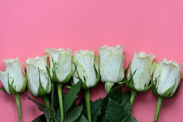 Beautiful white roses on a pink background close up