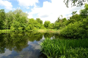 Pond in the Park in spring