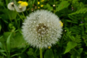 Dandelion in the Park in summer