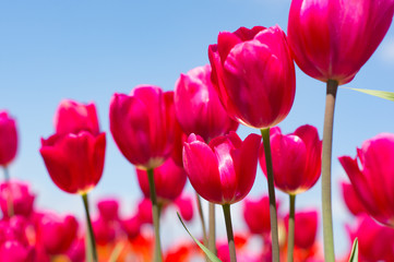 pink tulips on blue sky background
