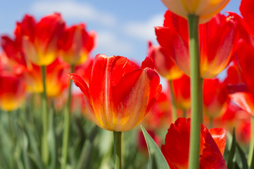 red tulips in the garden