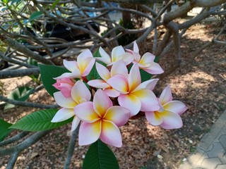 Frangipani flowers11