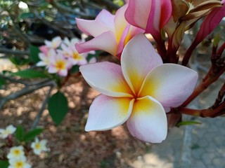 Frangipani flowers1