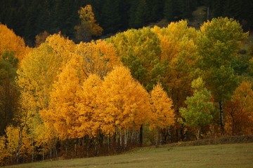 Fototapeta premium Lots of colorful autumn colors of a beech tree in the forest.savsat/ARTVİN/TURKEY