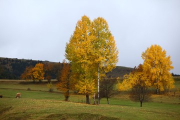 Lots of colorful autumn colors of a beech tree in the forest.savsat/ARTVİN/TURKEY