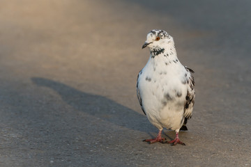 A Beautiful Spotted White Pigeon Standing in the Park at Sunrise