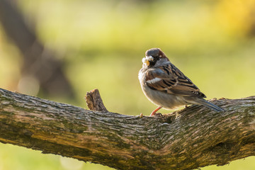 A Sparrow Grabbing Its Food on a Branch