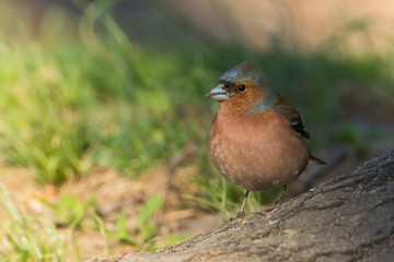 Fototapeta premium A Robin Standing by a Tree on a Sunny Spring Morning