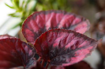 begonia